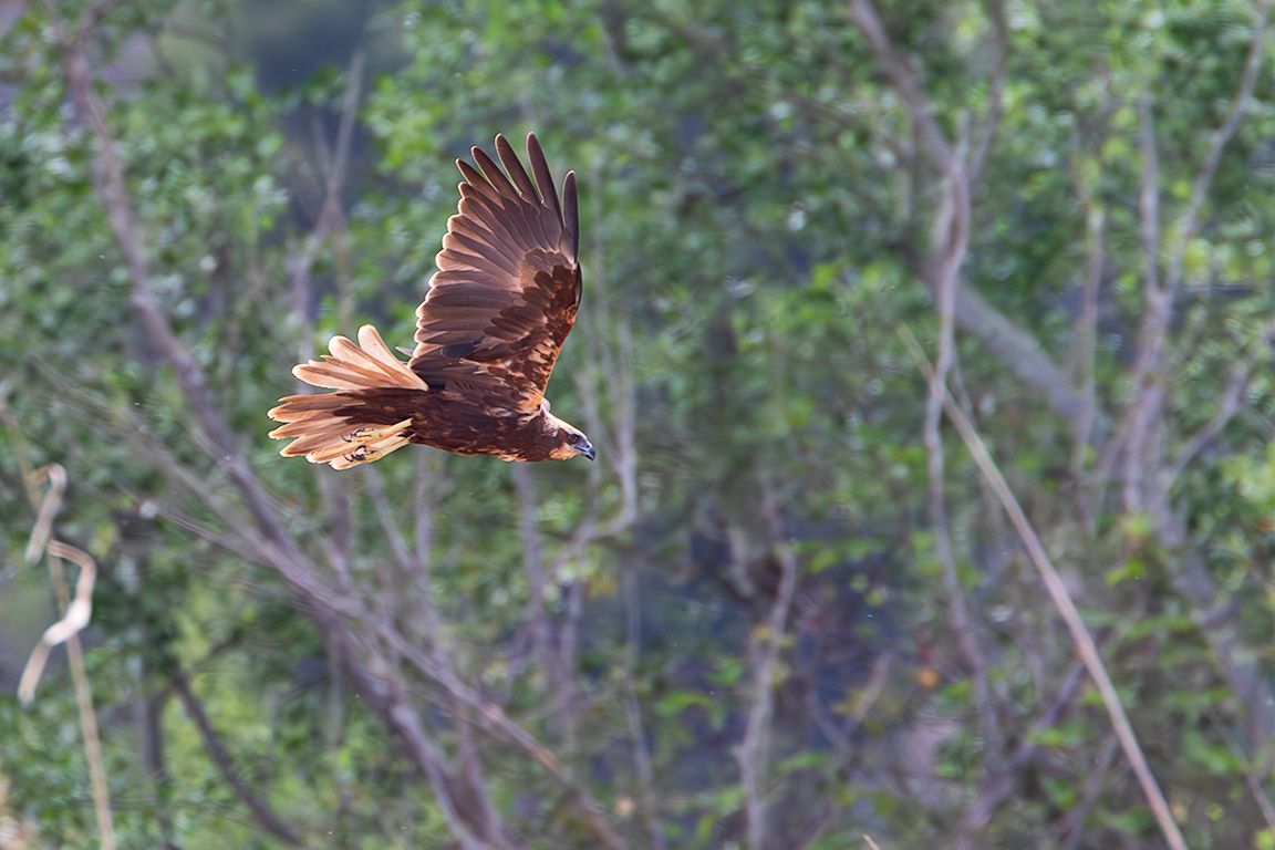 Aguilucho lagunero