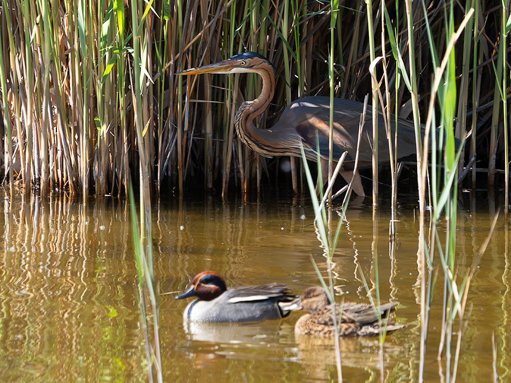 Garza imperial y cercetas