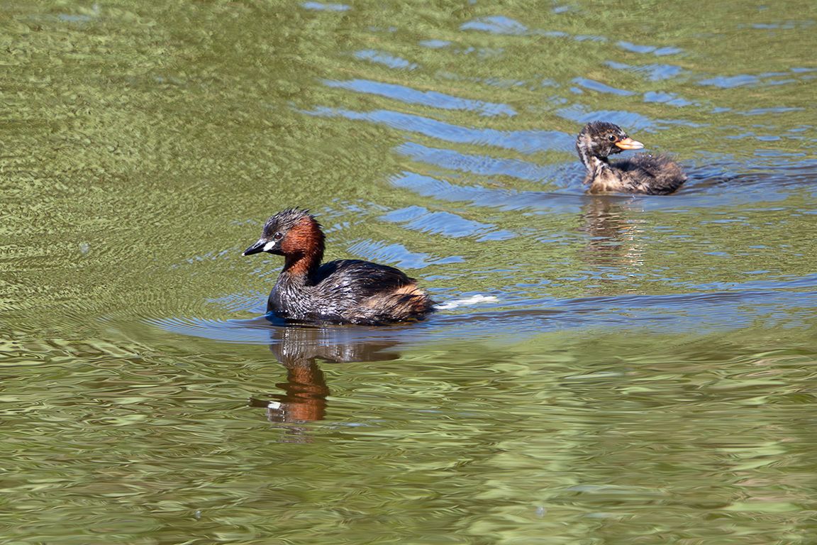 Zampullín chico y pollo