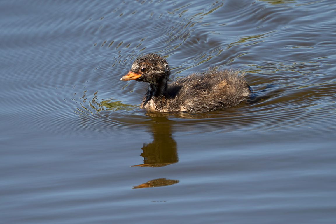 Pollo de zampullín chico