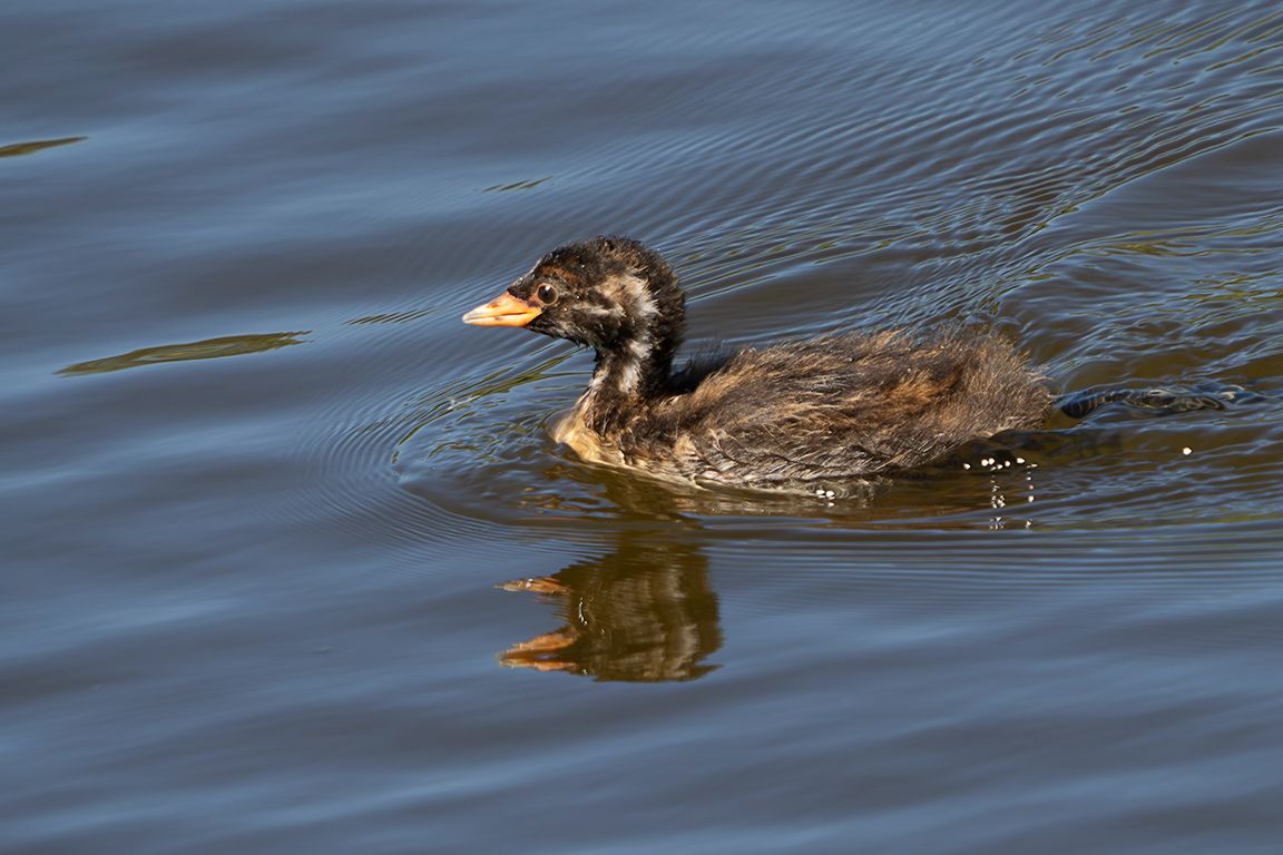 Pollo de zampullín chico