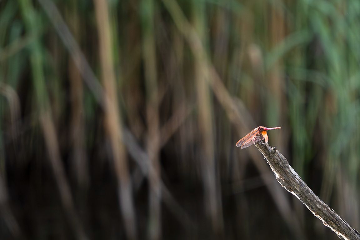 Composición con libélula