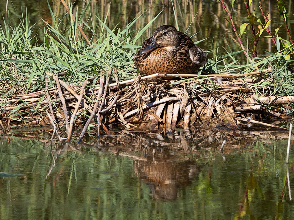 Hembra de ánade real