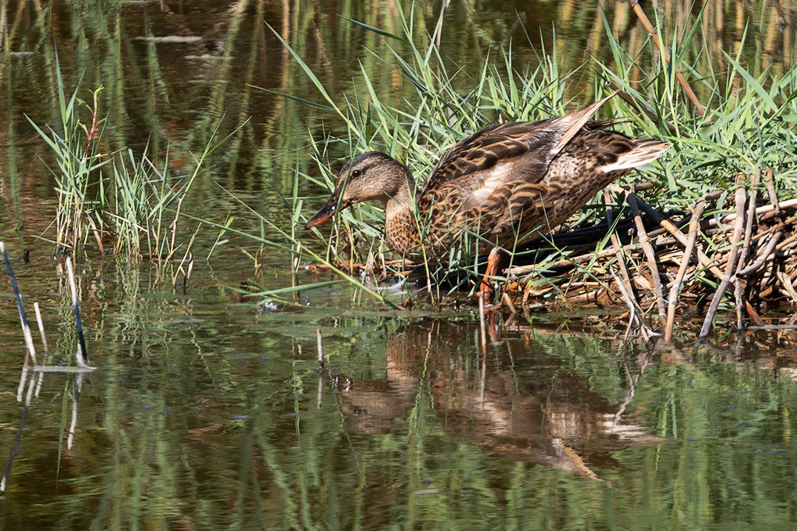 Hembra de ánade real