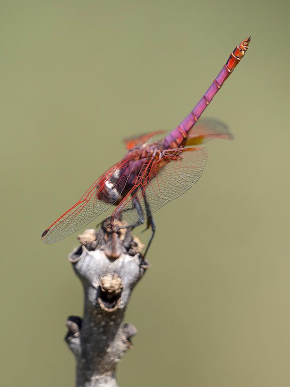 Trithemis annulata macho