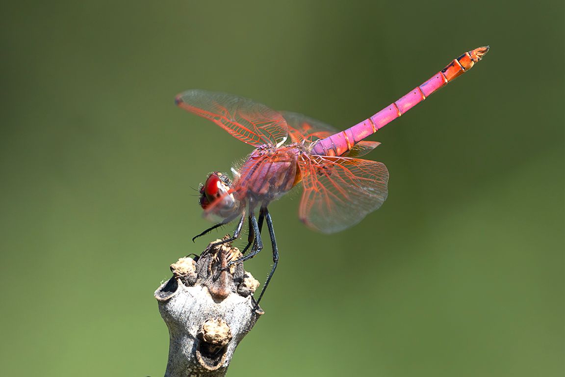 Trithemis annulata macho