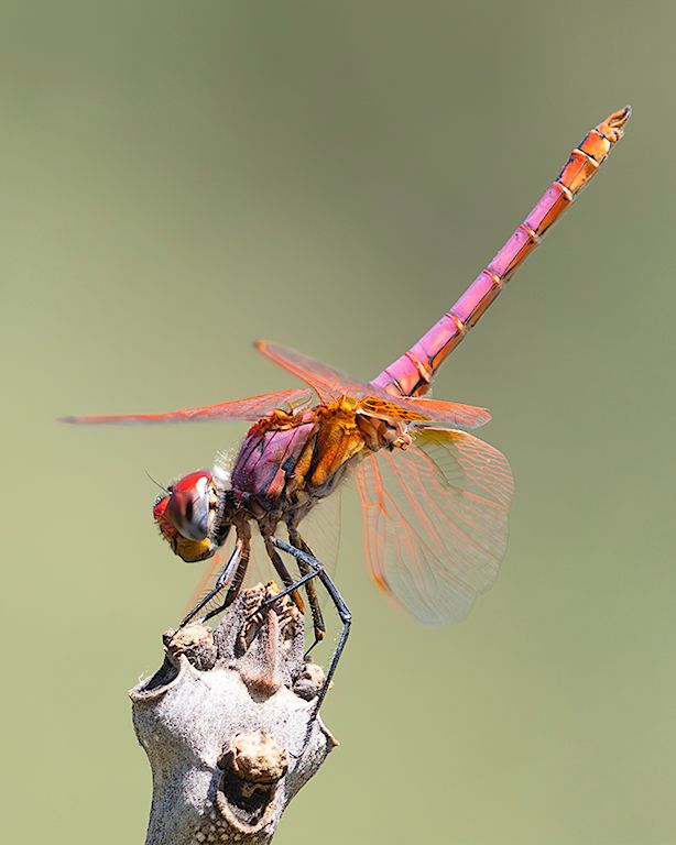 Trithemis annulata macho