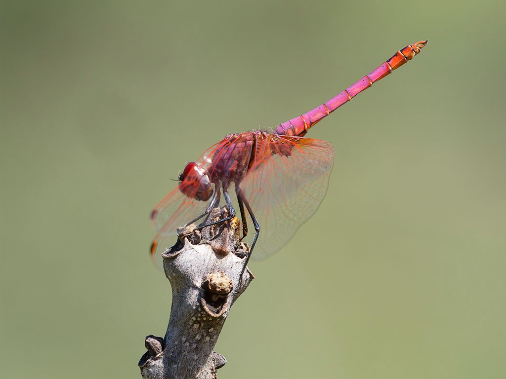 Trithemis annulata macho