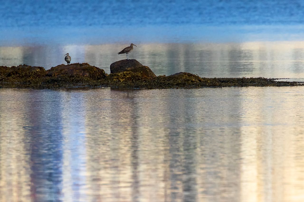 Zarapitos trinadores