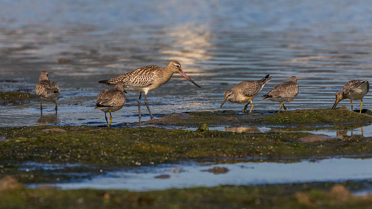 Aguja colipinta y correlimos