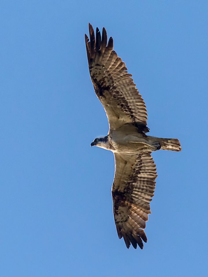 Águila pescadora