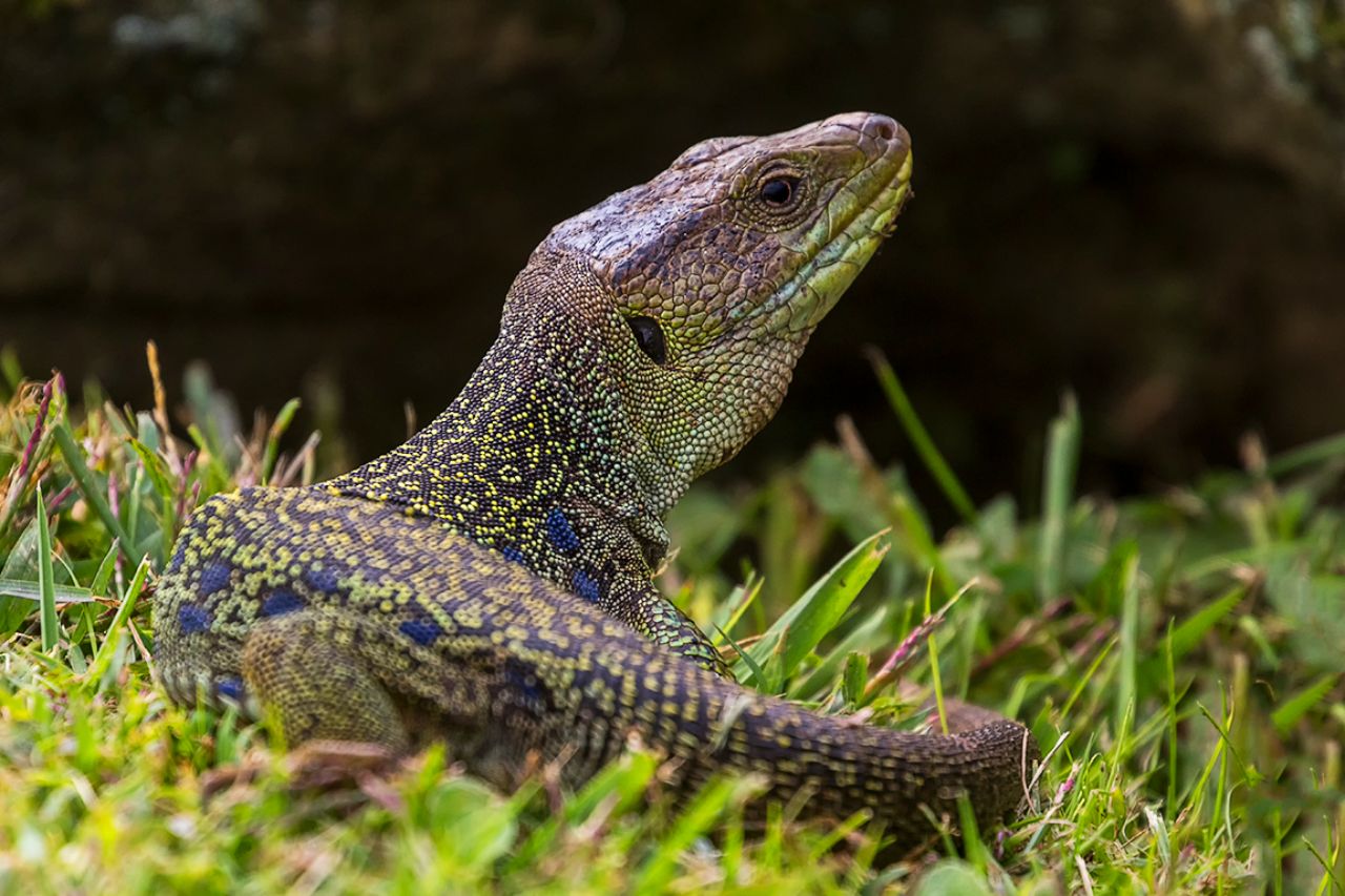Lagarto ocelado