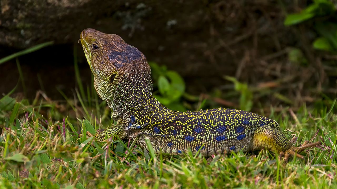 Lagarto ocelado