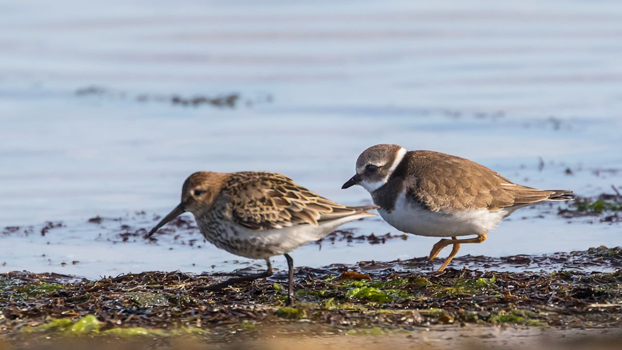 Correlimos común y chorlitejo