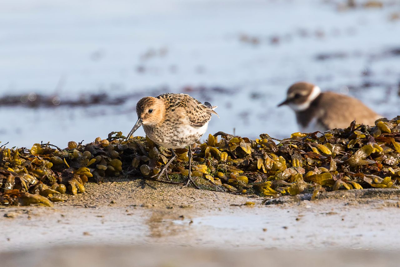 Correlimos común y chorlitejo grande