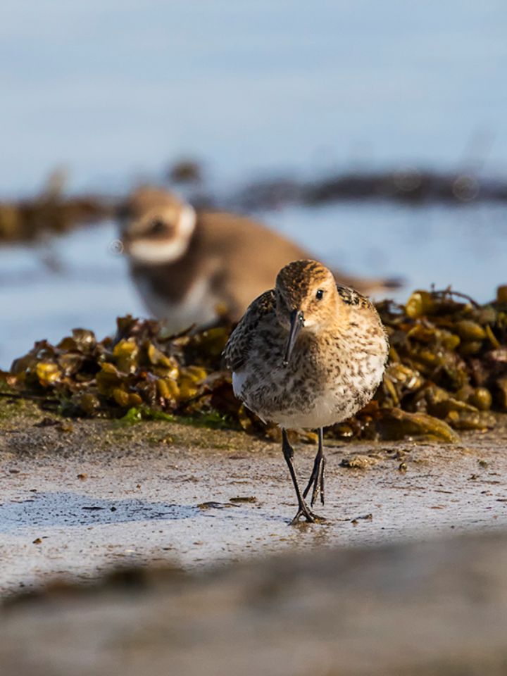 Correlimos común y chorlitejo grande
