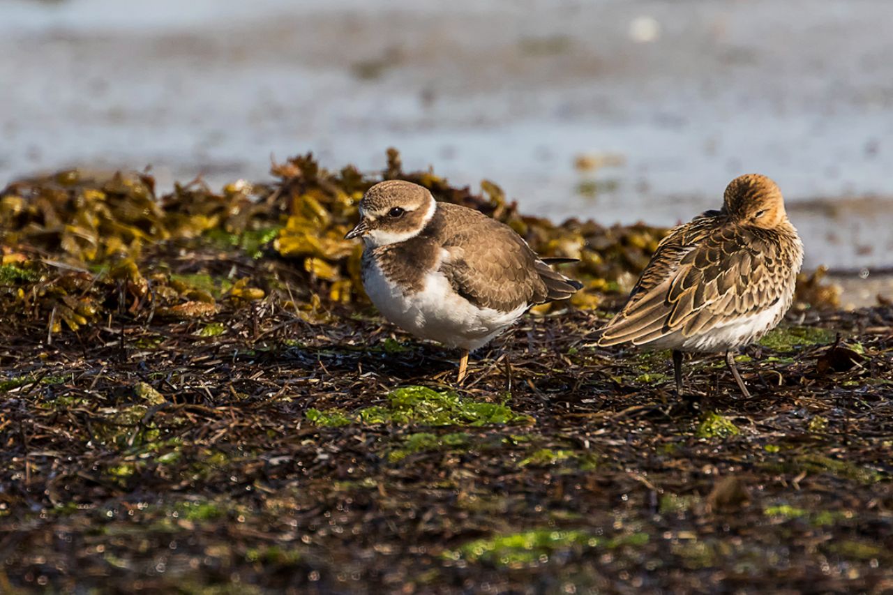 Correlimos común y chorlitejo grande