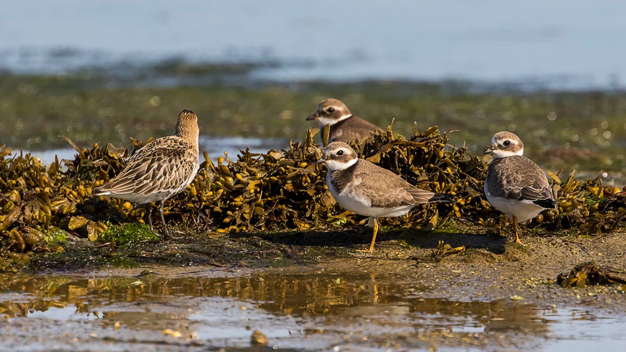 Chorlitejos grandes y correlimos