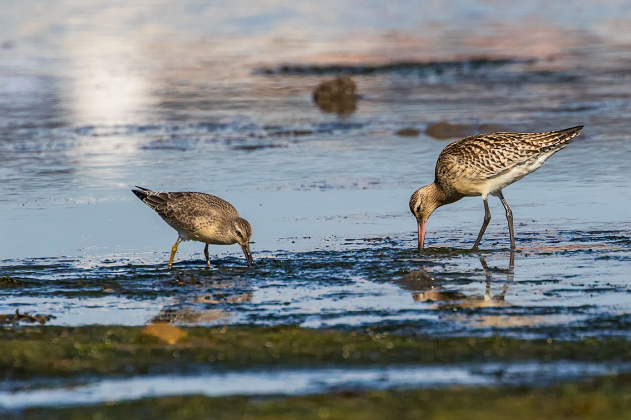 Correlimos y aguja colipinta
