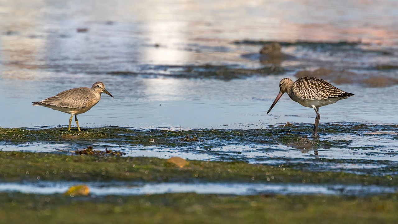Correlimos y aguja colipinta