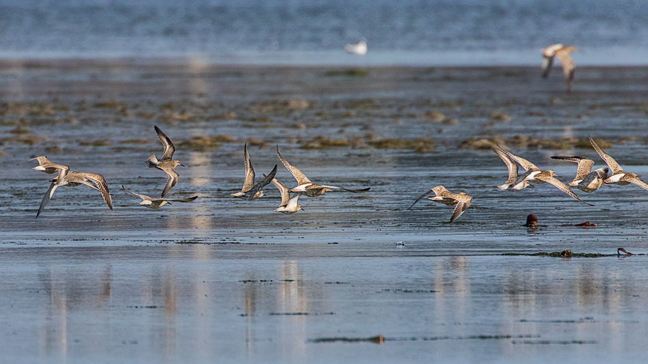Bando de agujas y correlimos