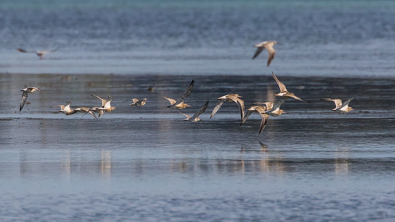 Bando de agujas y correlimos