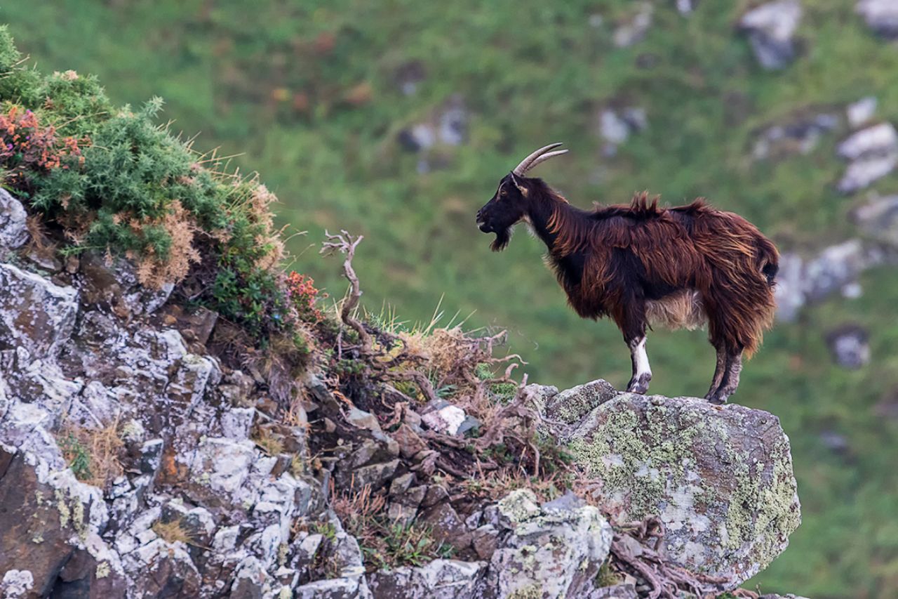 Si fuera un gran macho de montés...