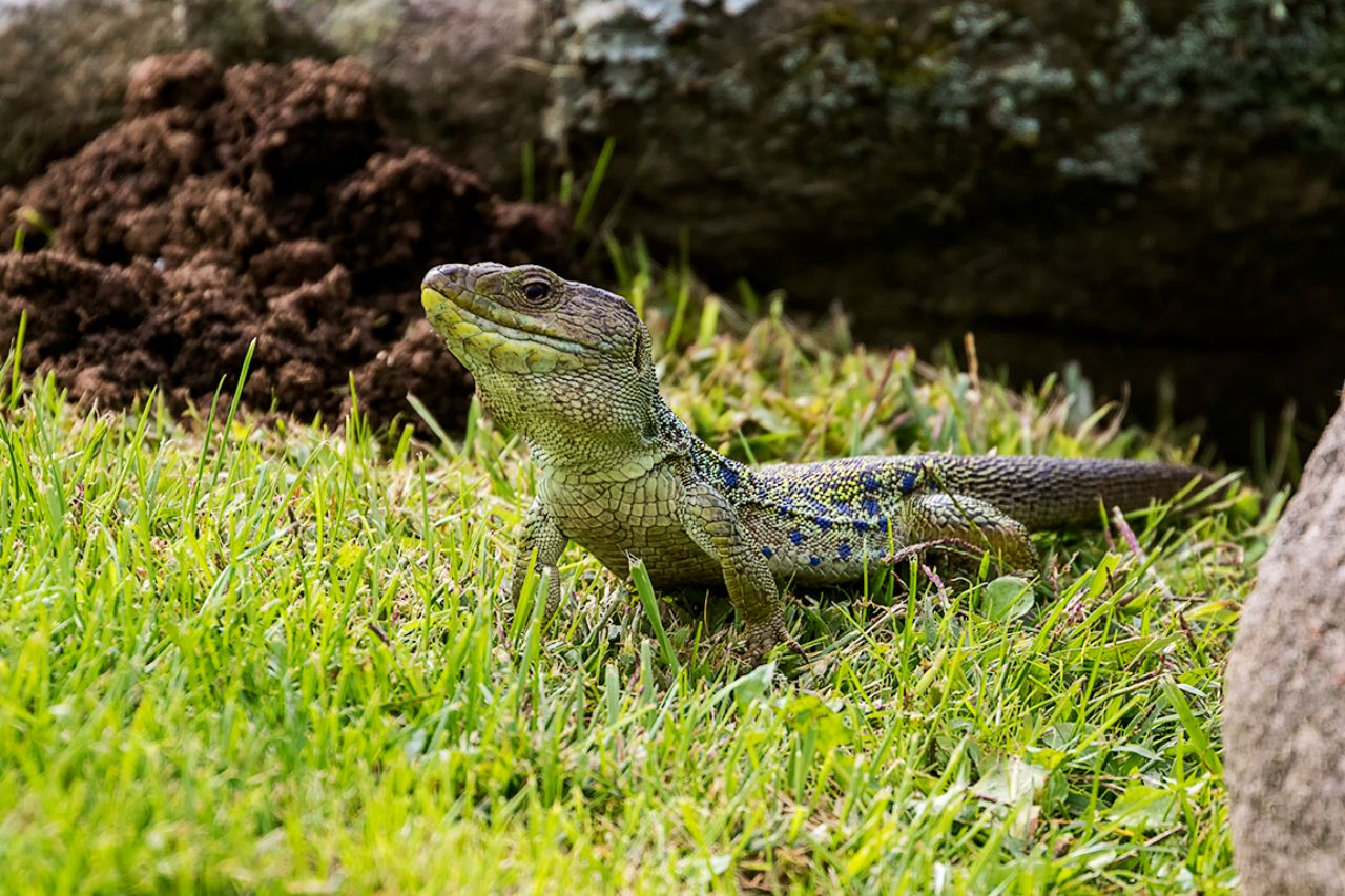 Lagarto ocelado