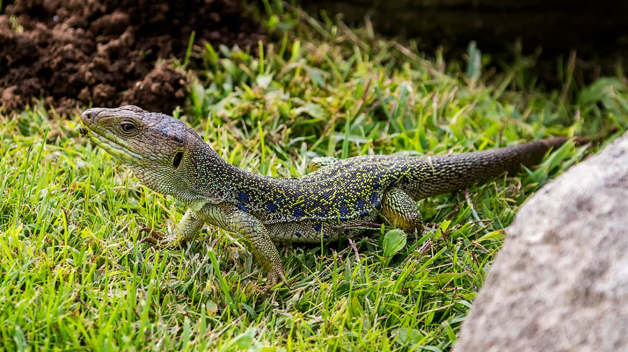 Lagarto ocelado