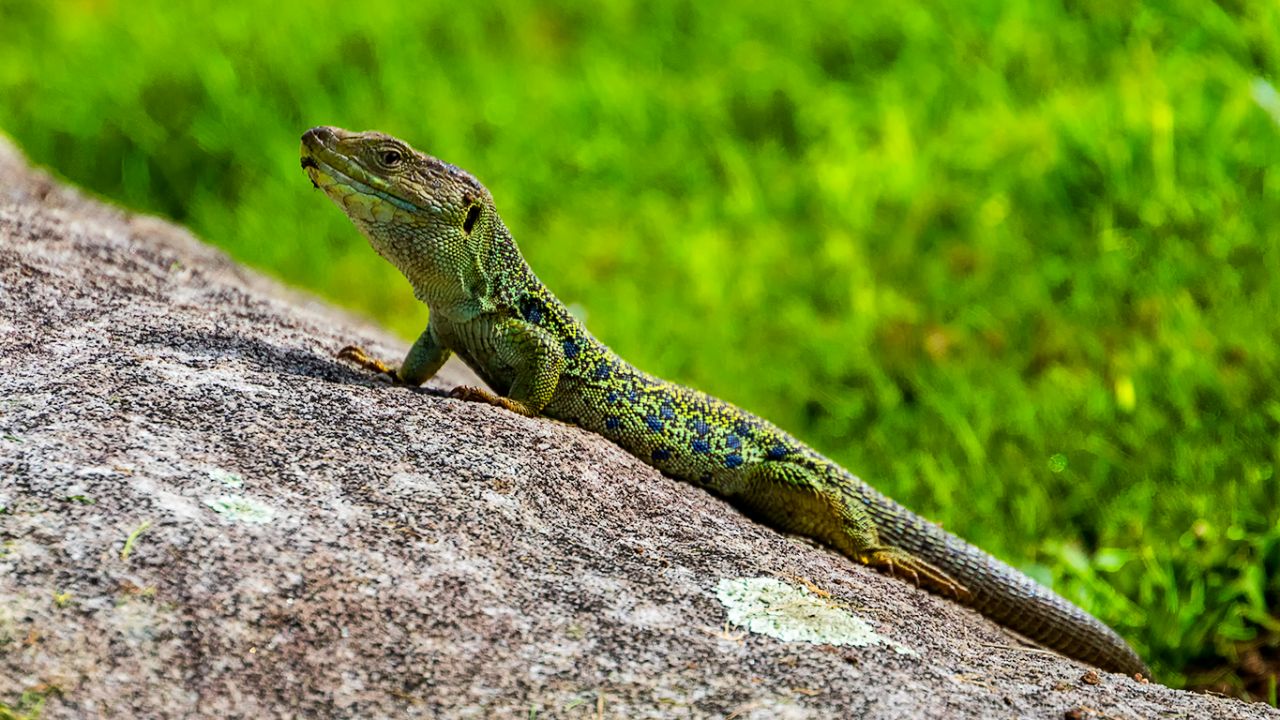 Lagarto ocelado