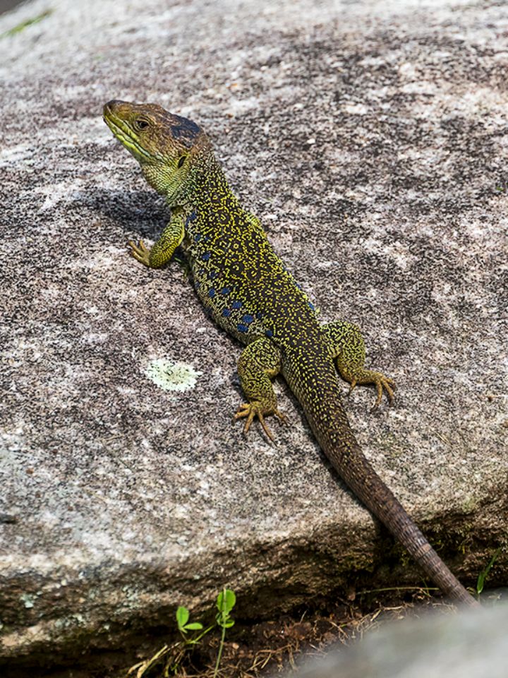 Lagarto ocelado