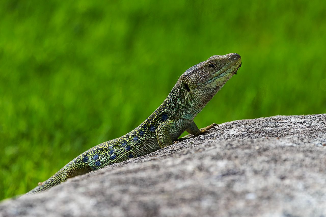 Lagarto ocelado