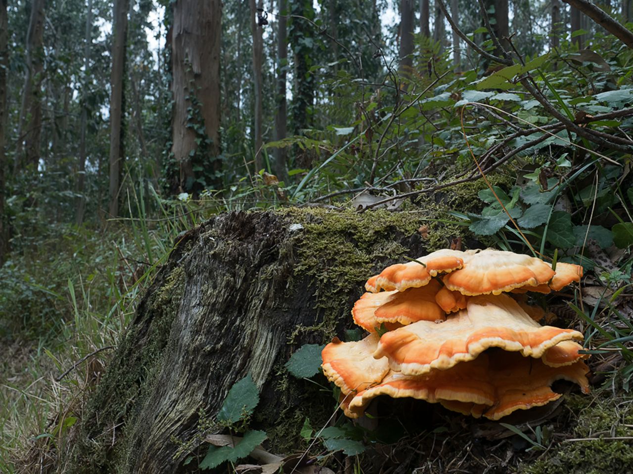 Como un semáforo en el bosque