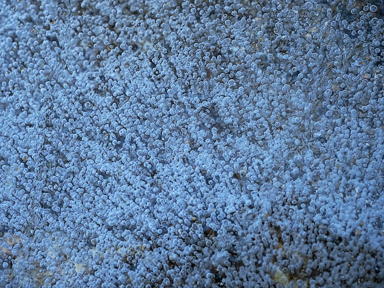 Arroyo de la Angostura