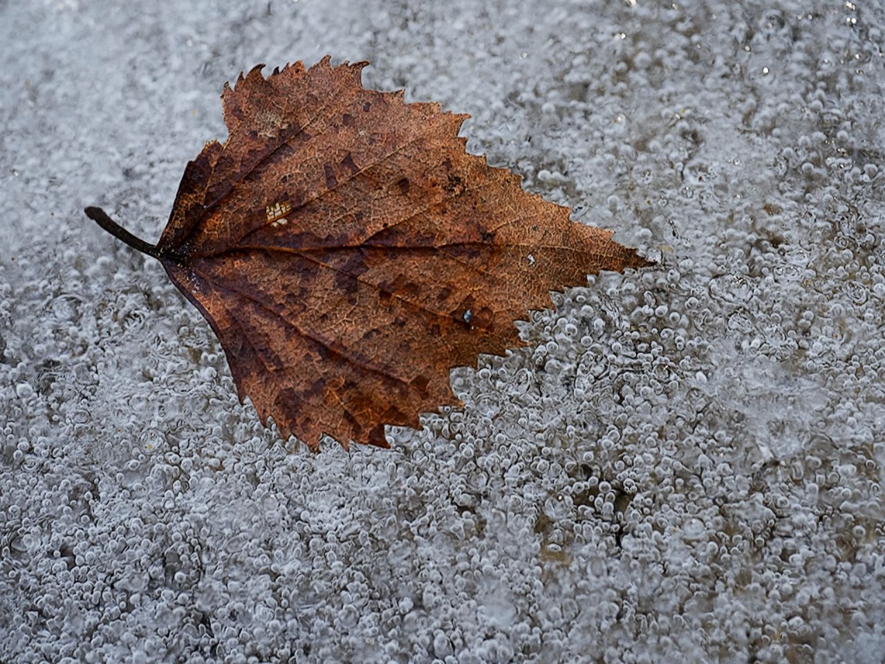 Arroyo de la Angostura