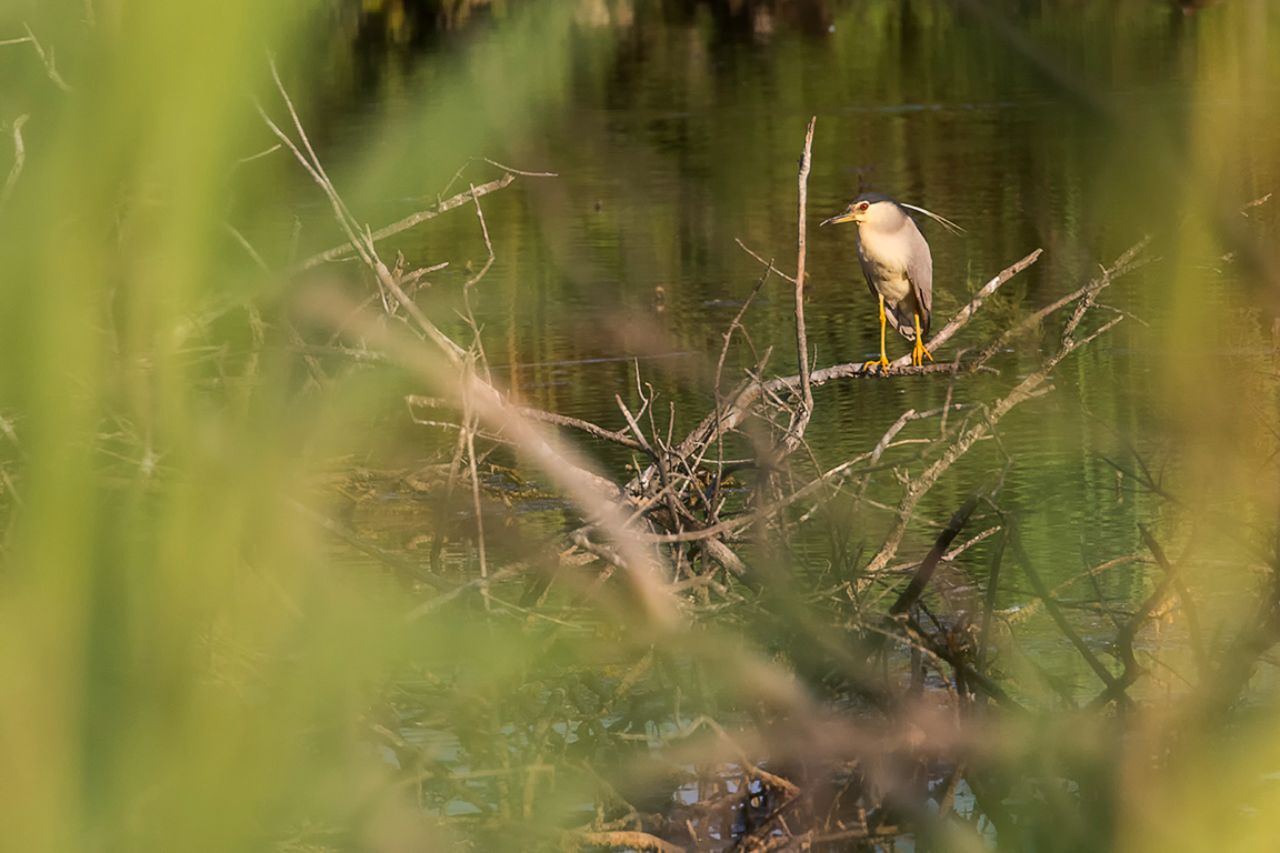Martinete entre desenfoques