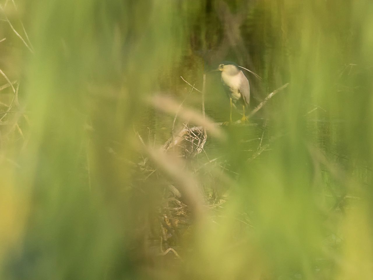 Martinete entre desenfoques