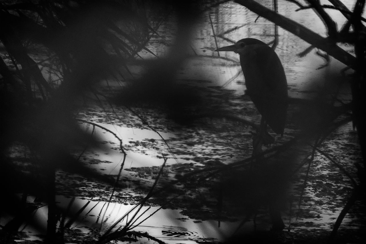 Siluetas en la umbría