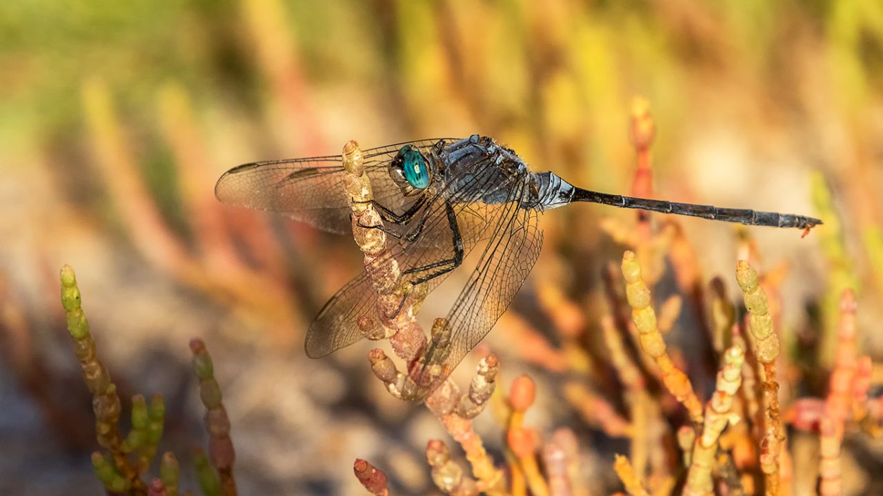 Orthetrum trinacria macho