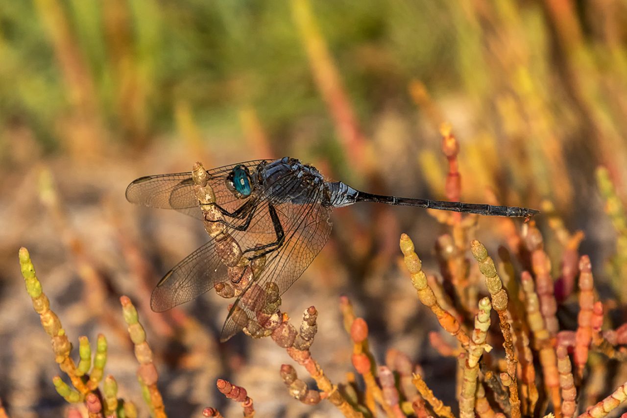Orthetrum trinacria macho