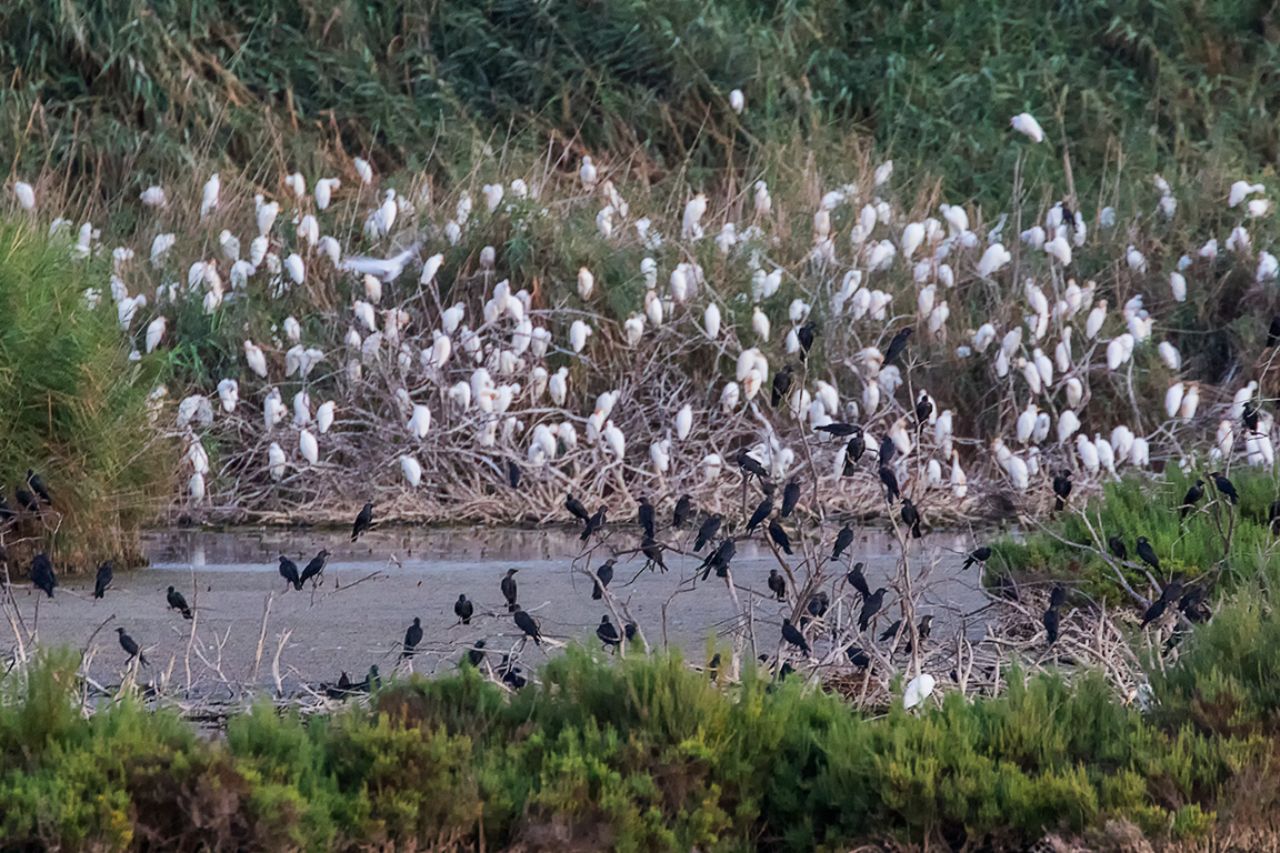 Dormidero de bueyeras y grajillas