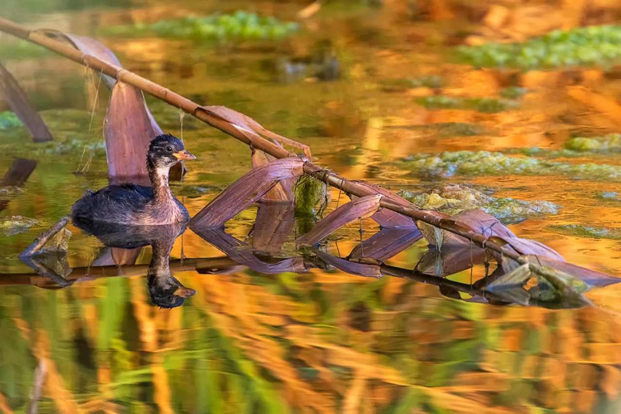 Zampullín común juvenil