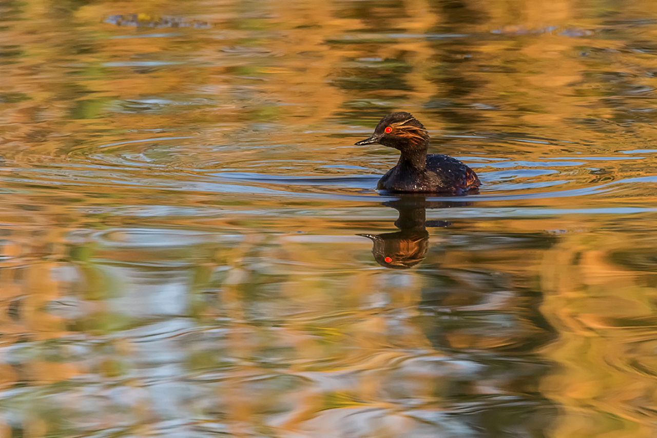 Zampullín cuellinegro