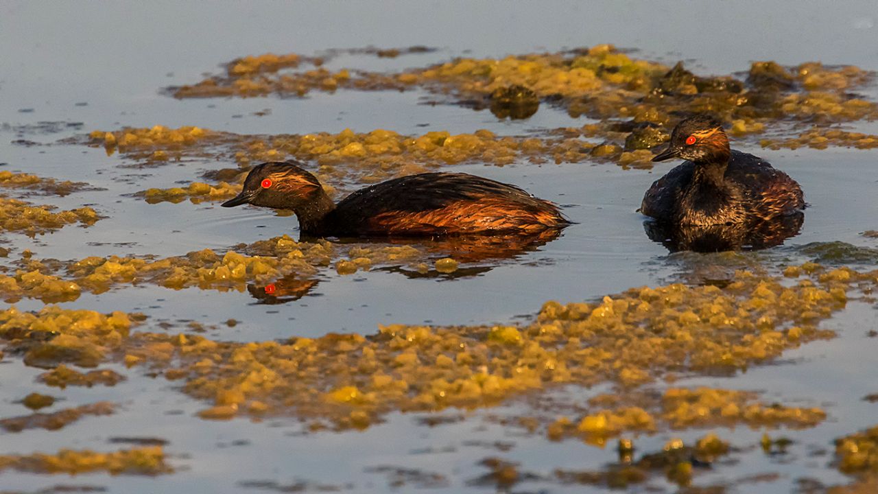Zampullín cuellinegro