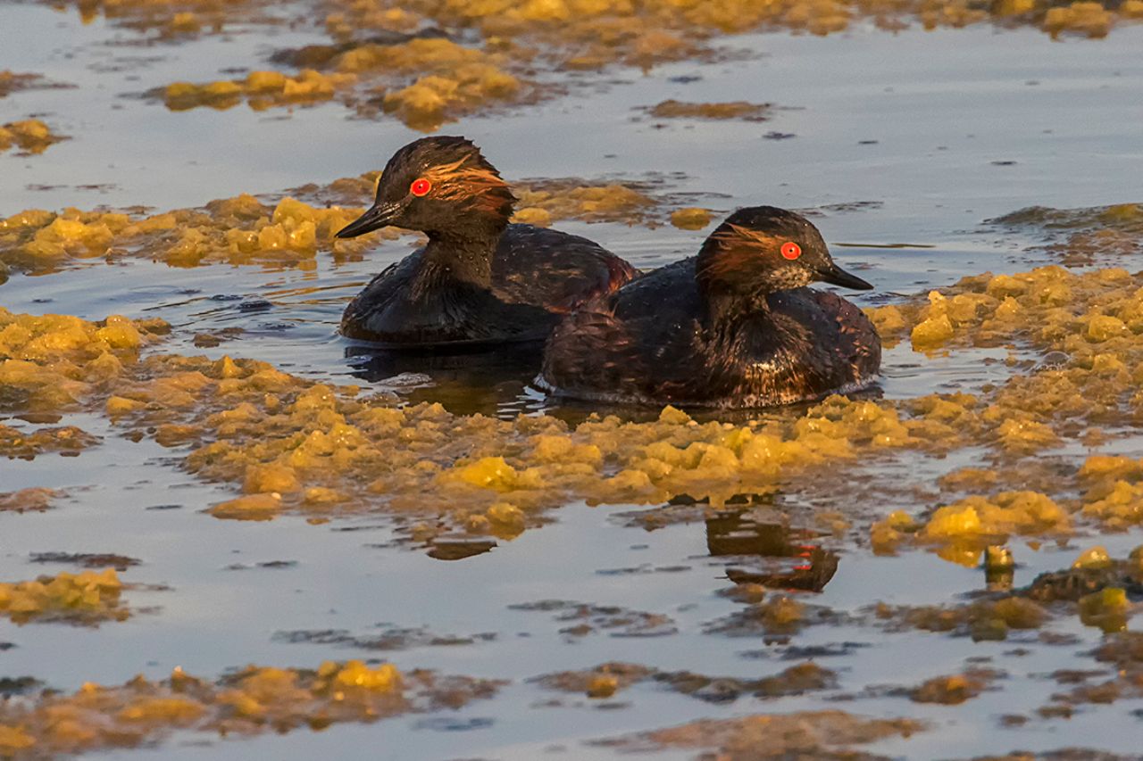 Zampullín cuellinegro
