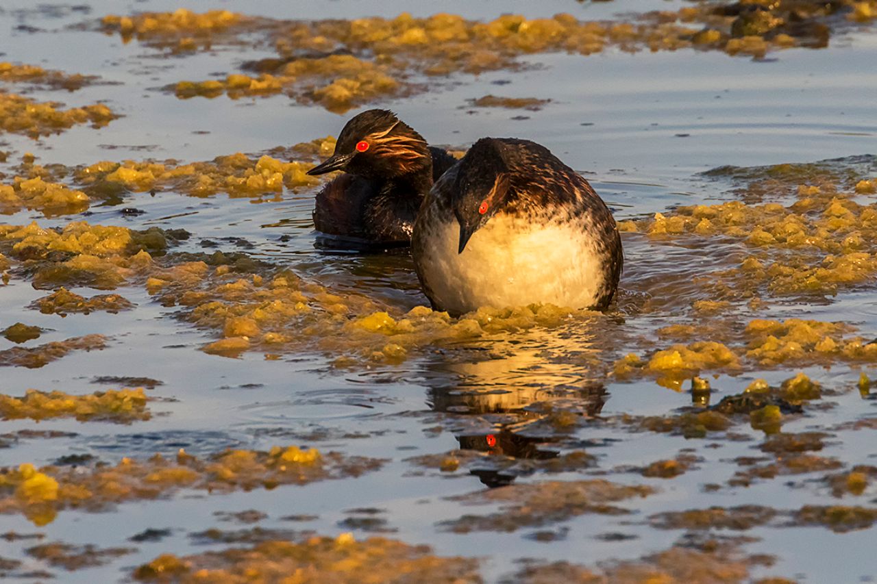 Zampullín cuellinegro