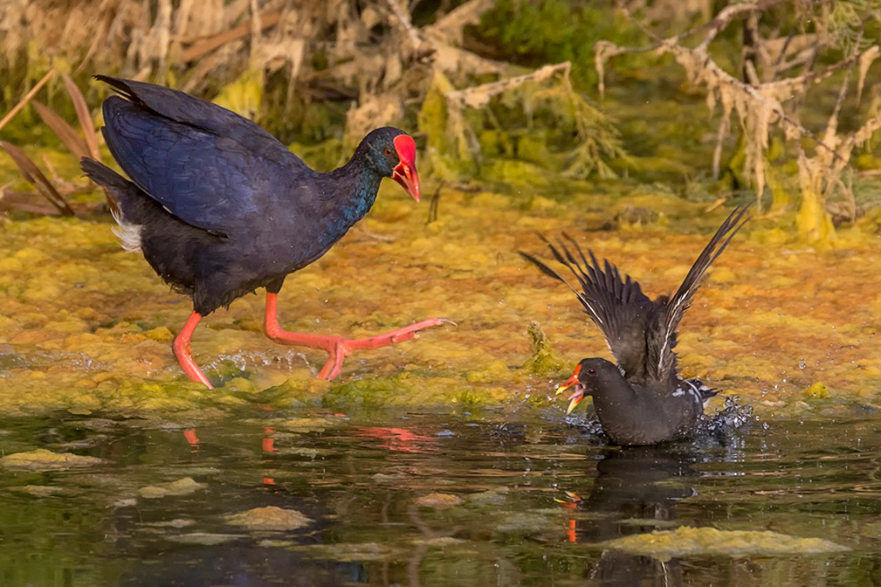 Calamón y gallineta