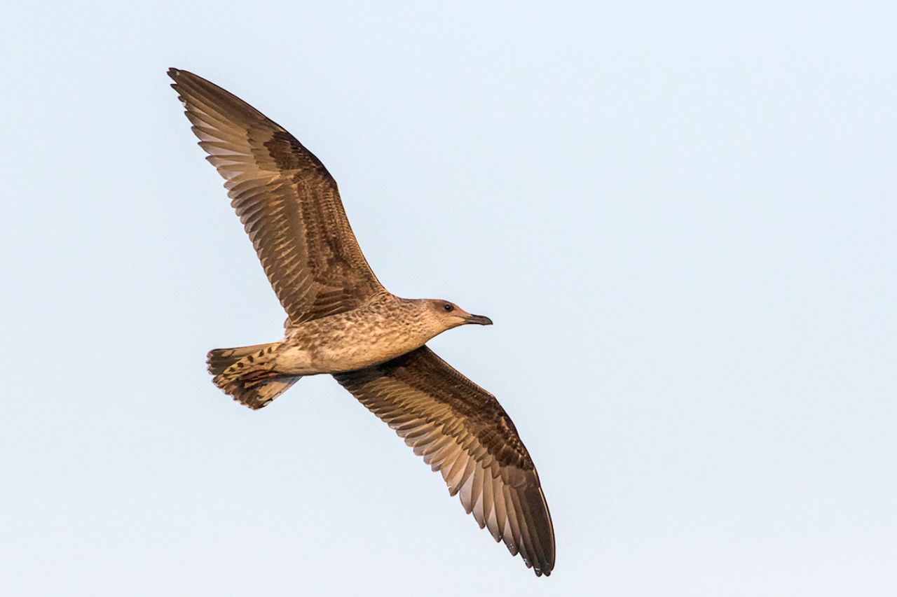 Gaviota patiamarilla