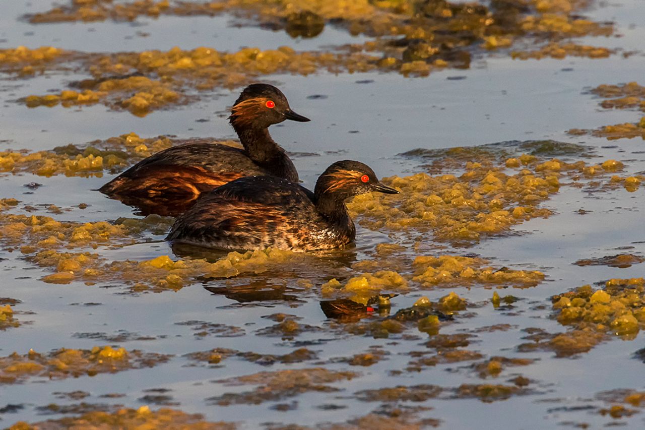 Zampullín cuellinegro