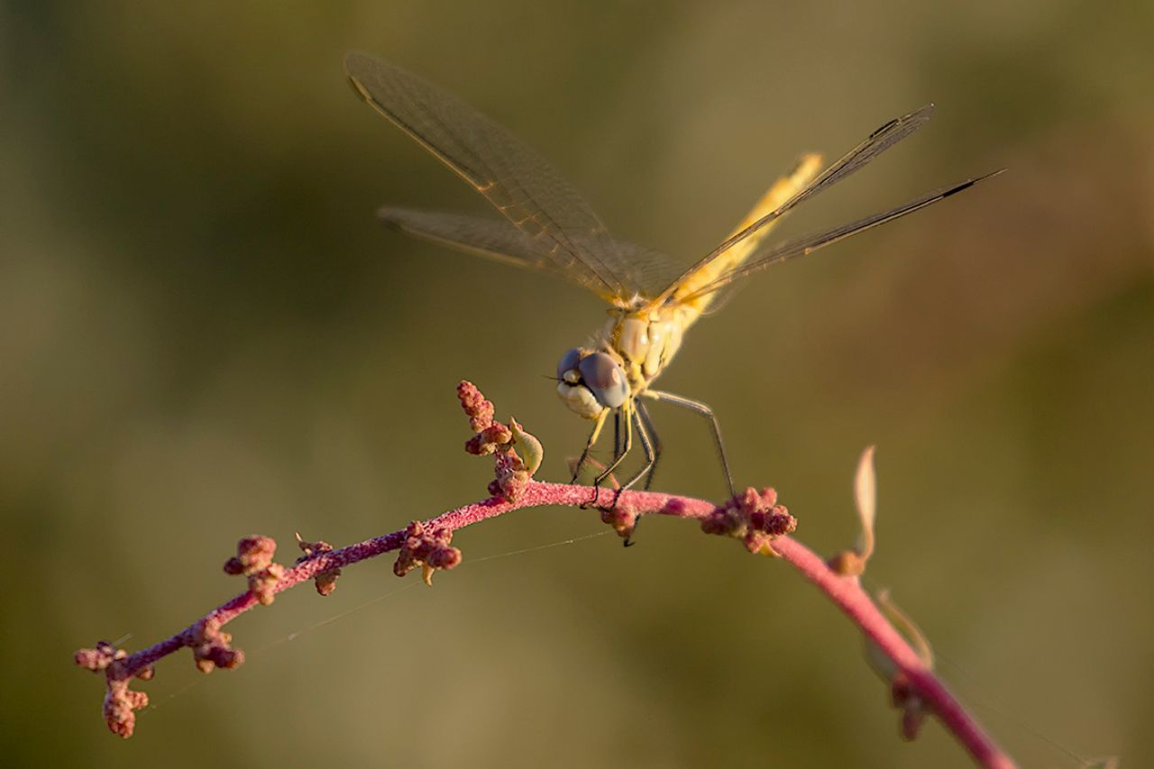 Simpetrum fonscolombii hembra